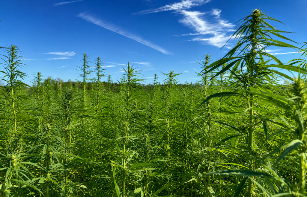 Champ de culture d'Amnesia Haze CBD Sativa en Suisse