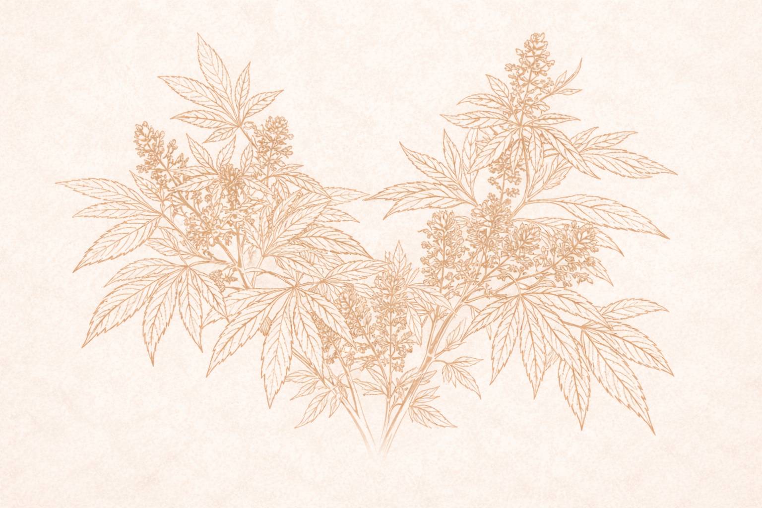 bannière kahnaqueen cbd shop Genève