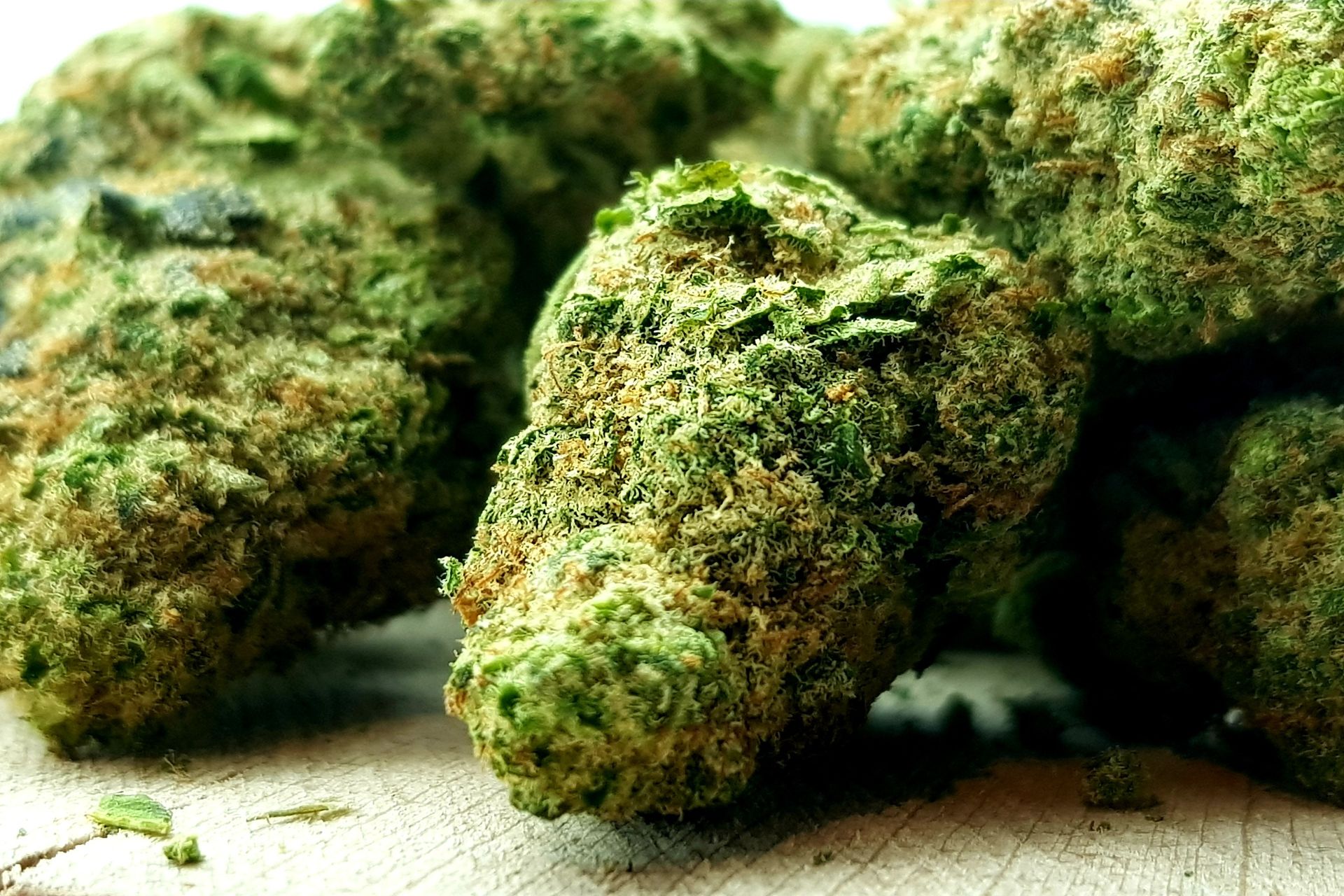 Fleur de CBD en macro – détail des trichomes et cannabinoïdes du cannabis CBD