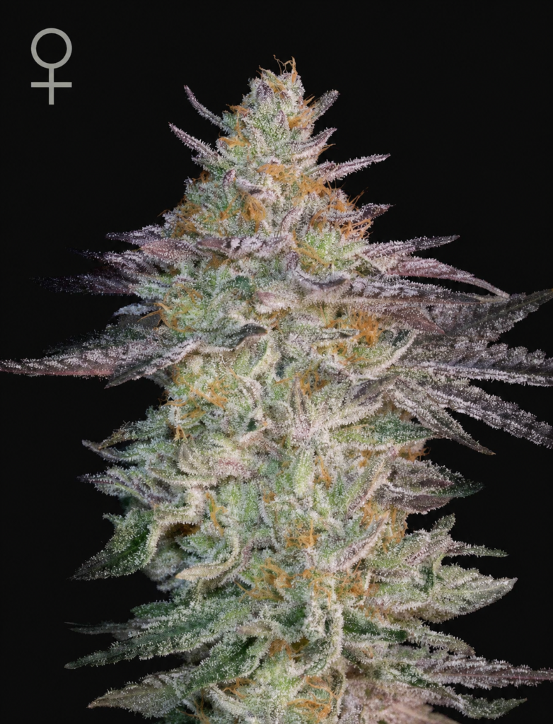 lemon haze bud from greenhouse seeds