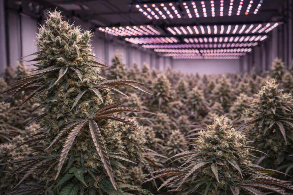 Culture de cannabis CBD indoor sous lampes LED – plantation de fleurs CBD en Suisse destinée au marché légal à Genève