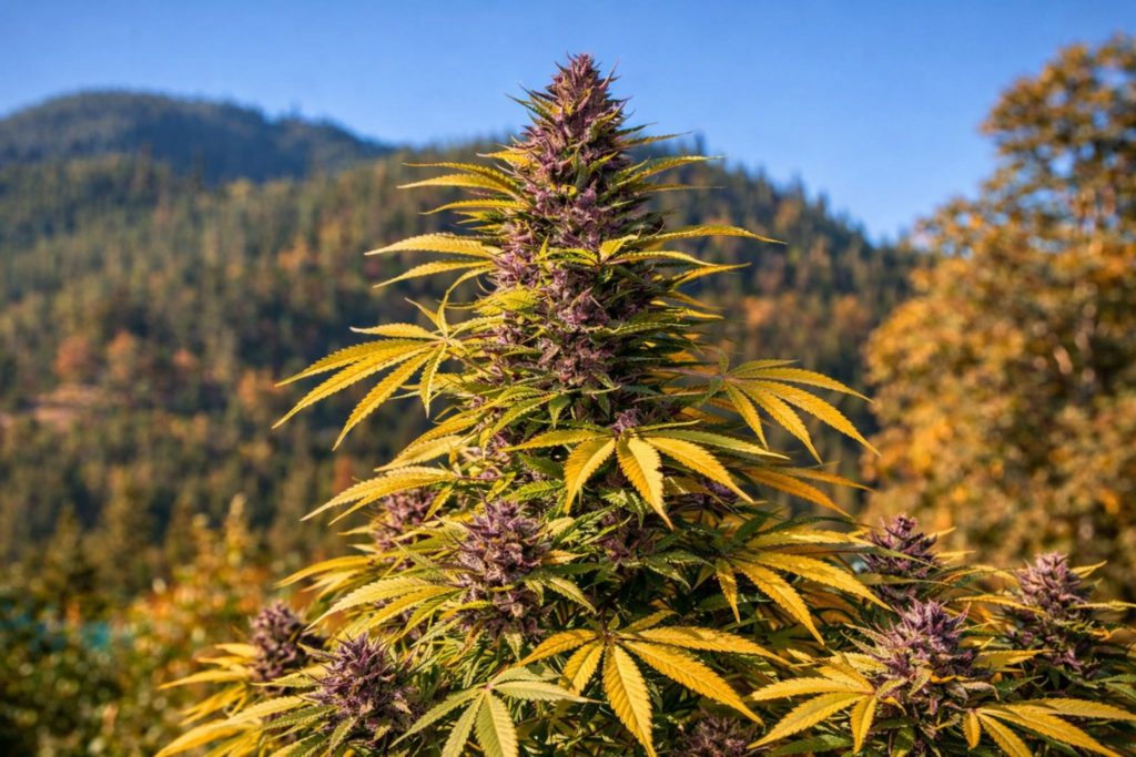 Culture de cannabis CBD outdoor en Suisse avec montagnes en arrière-plan – plante de fleurs CBD cultivée en plein air