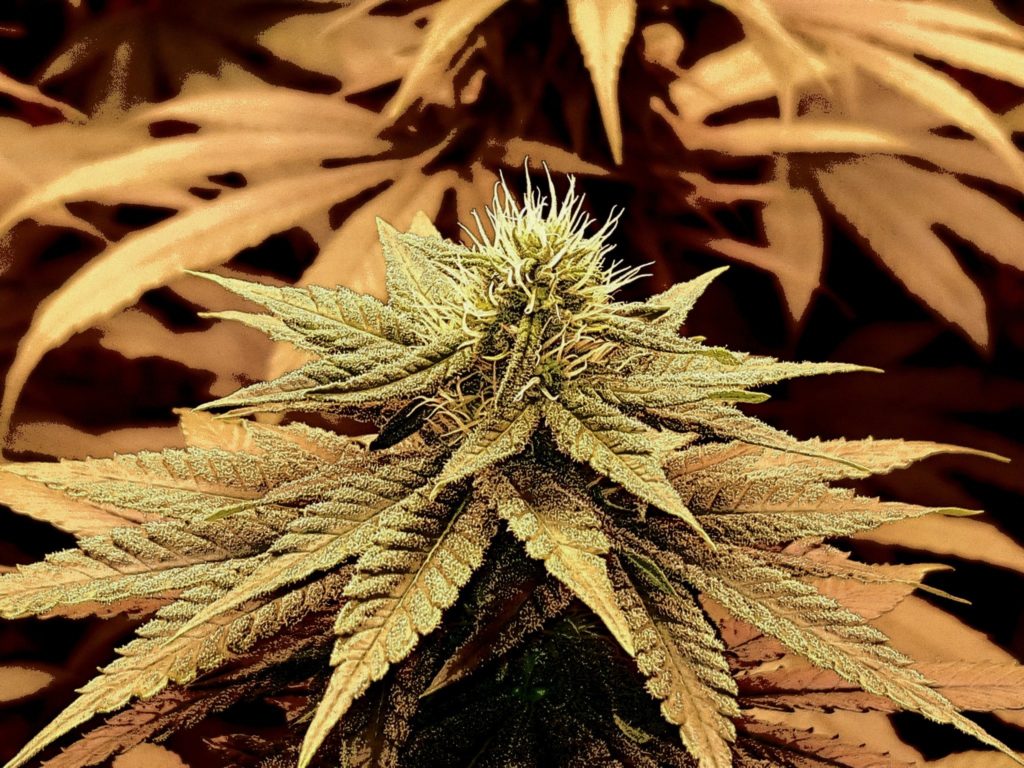 Fleur de cannabis CBD en culture avec trichomes visibles, production de chanvre riche en cannabidiol en Suisse près de Genève.