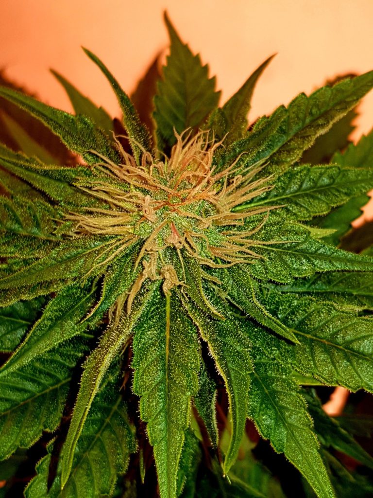 Fleur de cannabis CBD en cours de culture avec pistils et trichomes visibles sur une plante de chanvre riche en cannabidiol en Suisse.