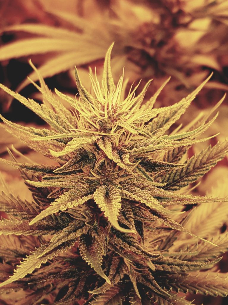 Macro d’une fleur de cannabis CBD avec trichomes visibles lors de la culture de chanvre riche en cannabidiol en Suisse près de Genève.