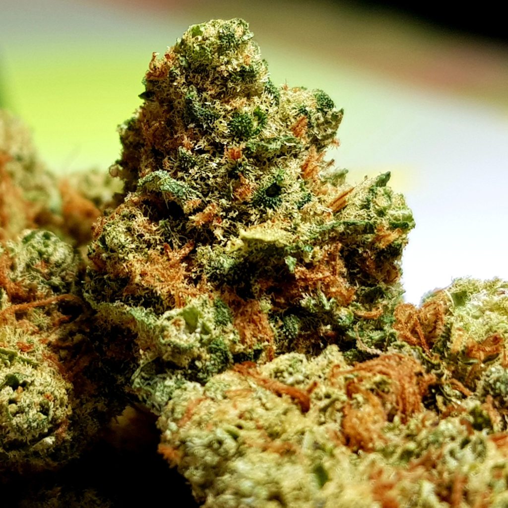 Macro d’une fleur CBD premium riche en trichomes – cannabis légal disponible chez kahnaqueen CBD shop à Genève en Suisse