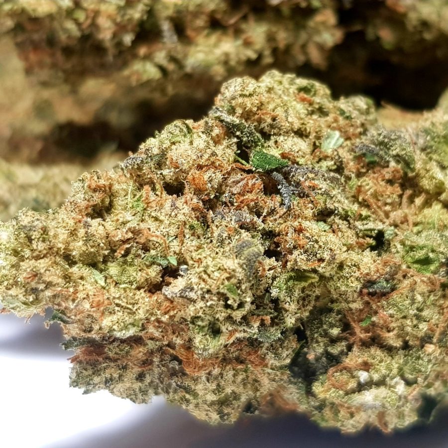 fleur CBD Jungle Cookies Genève macro trichomes résine pistils orange