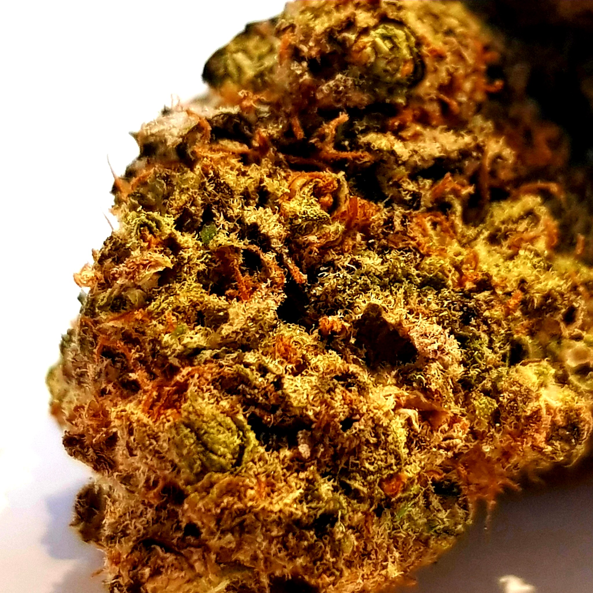 Zoom macro d’une fleur CBD Purple Berry riche en trichomes, aux nuances vertes et orangées, disponible dans une boutique CBD à Genève en Suisse