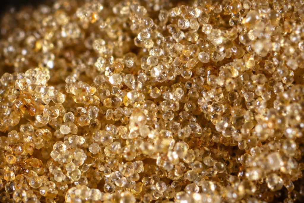 Trichomes de cannabis en macro – résine hash CBD riche en terpènes guide Genève 2026