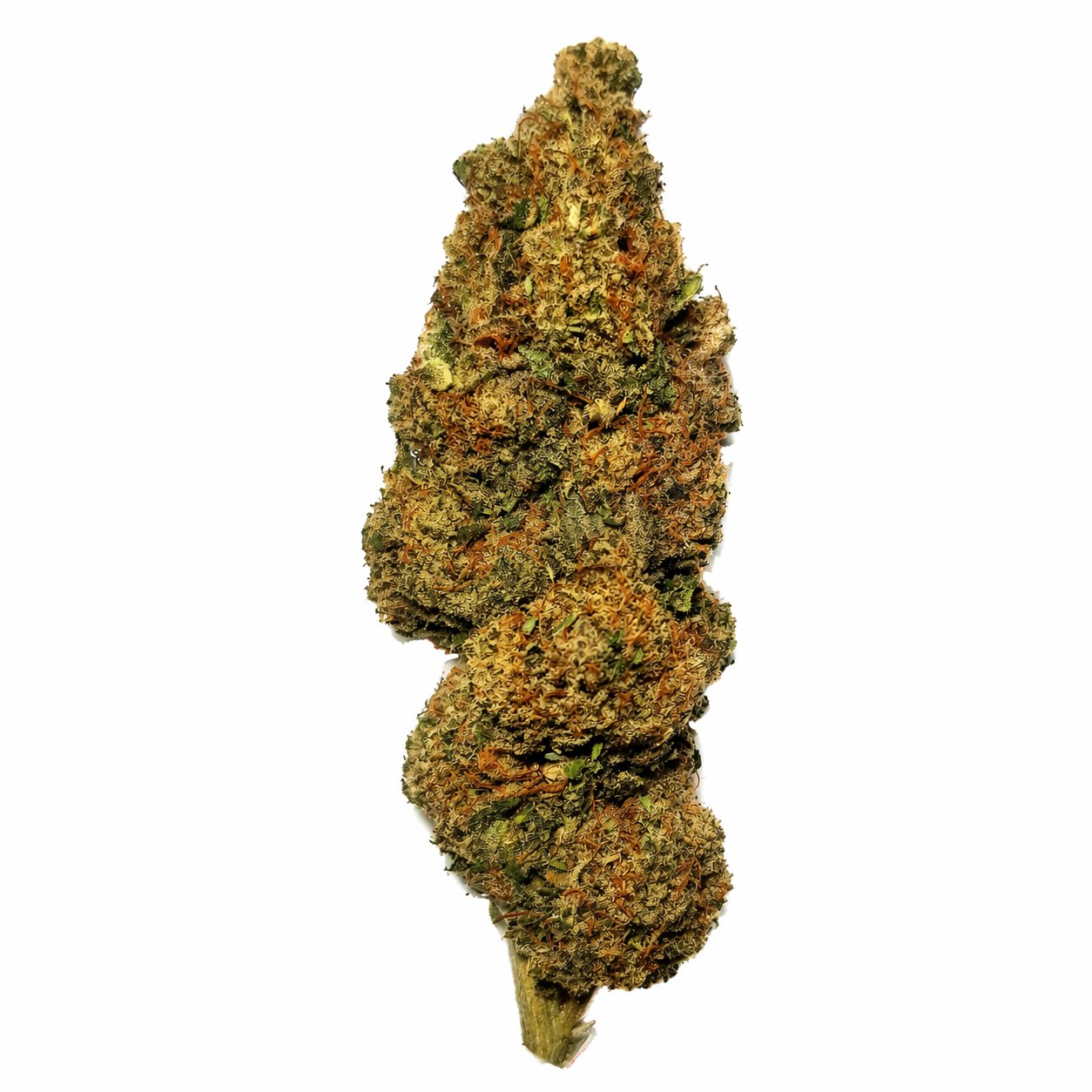 fleur CBD Jungle Cookies Genève gros plan tête résineuse